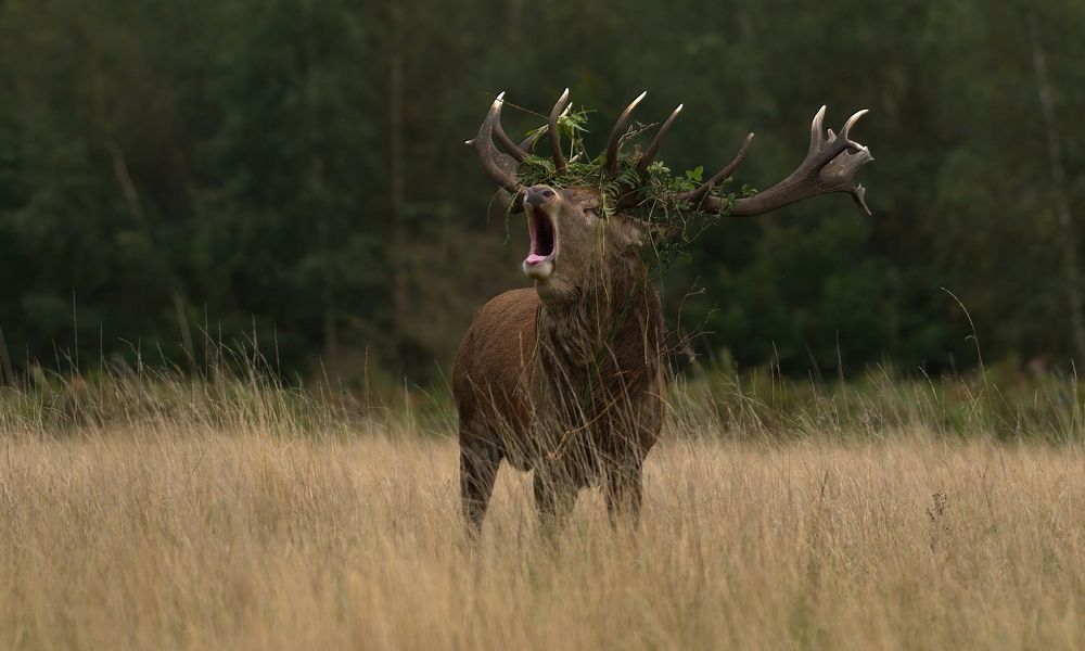 Фотография автора Kowalski Jaroslaw