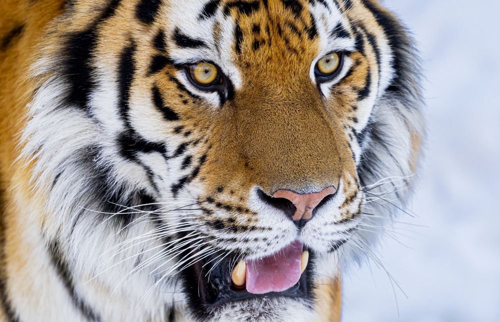 Photograph by Sergey Puponin