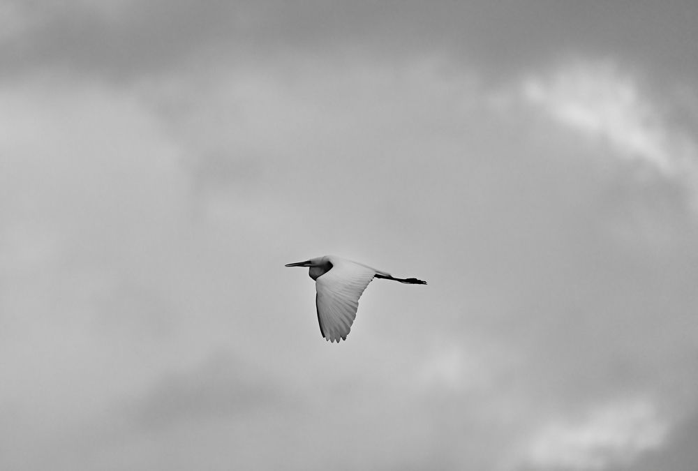 Photograph by Morring David