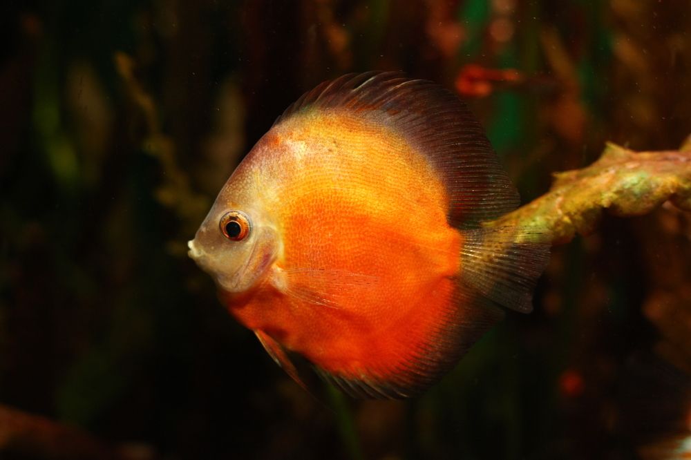 Photograph by Галина