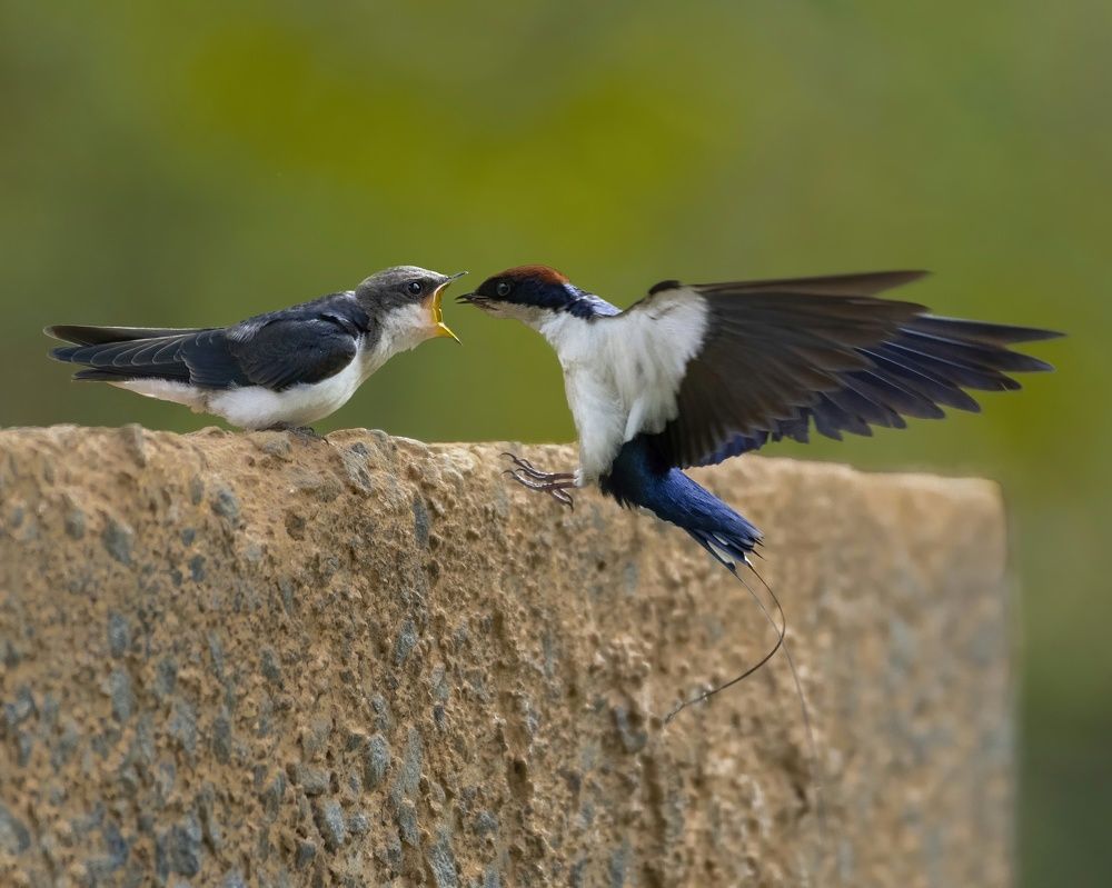 Photograph by sujeesh p sujeesh puthanveettil