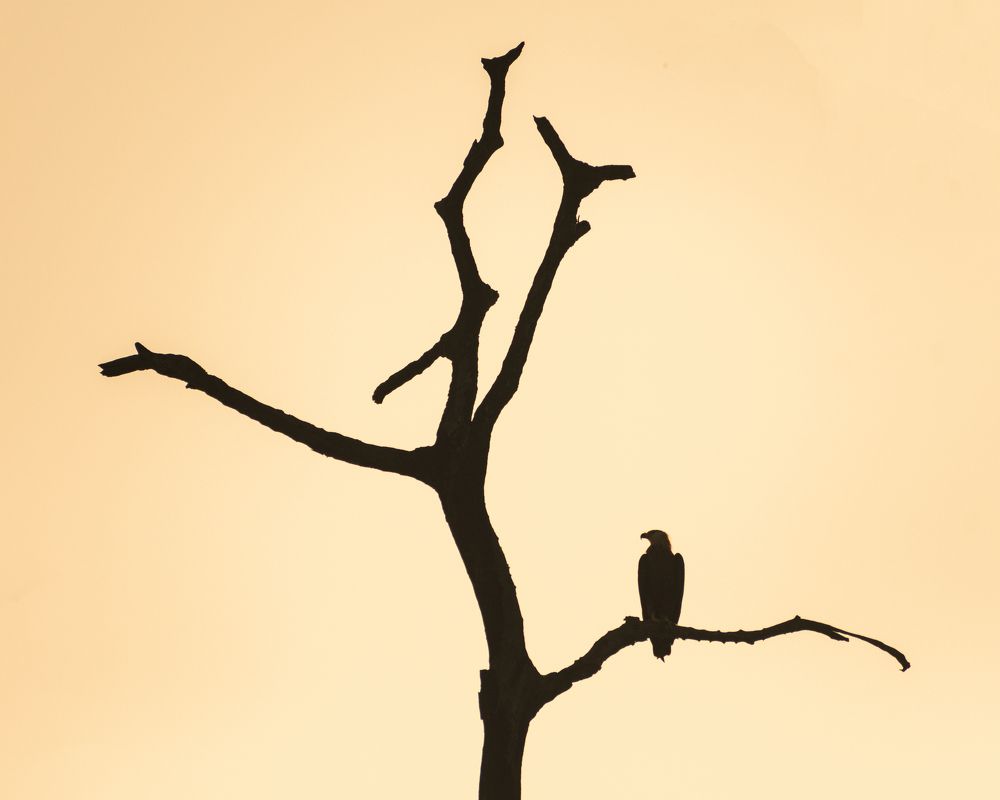 Photograph by Souradeep Chakraborty