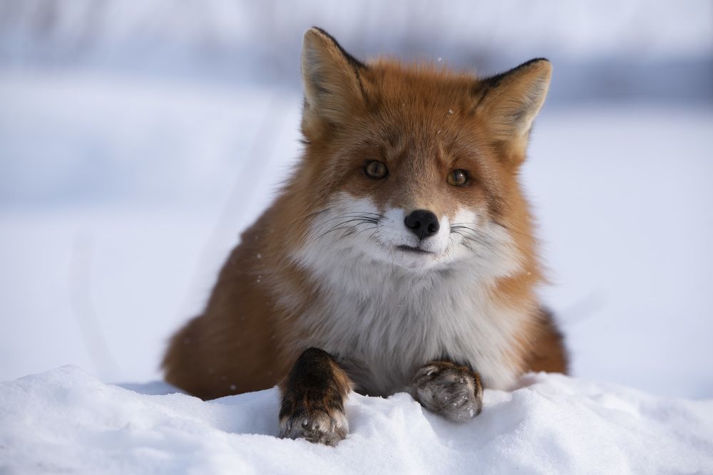 В какую камеру смотреть?