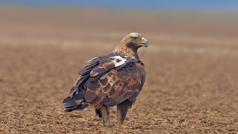 Photograph by Harish Kumar