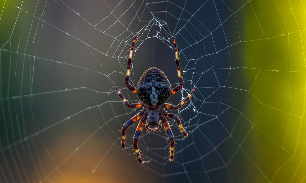 Spider