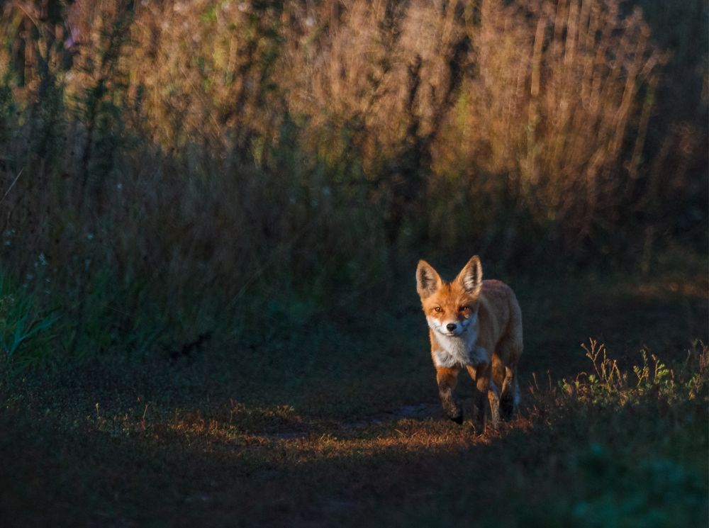 Photograph by Андрей Селиванов
