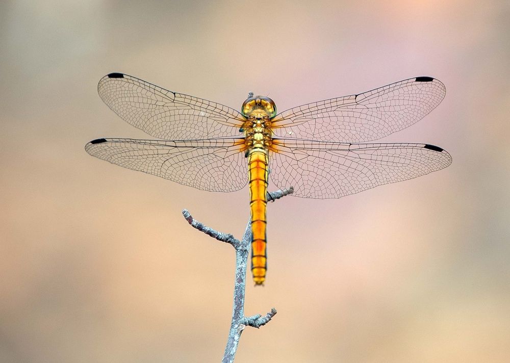 Photograph by Norbu Wangdi