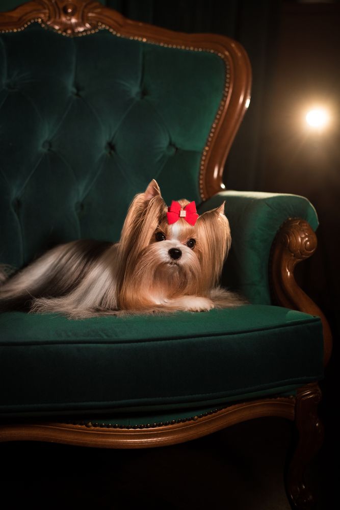 Photograph by Марина Шишкина