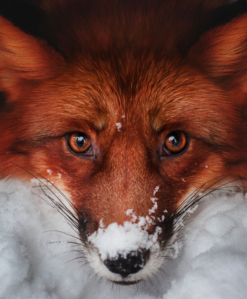 Photograph by Марина Шишкина