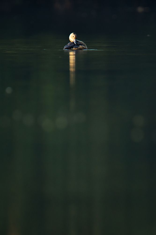 Photograph by Pinak Paul