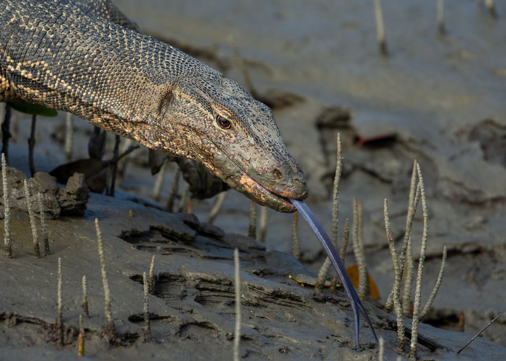 Photograph by Pinak Paul