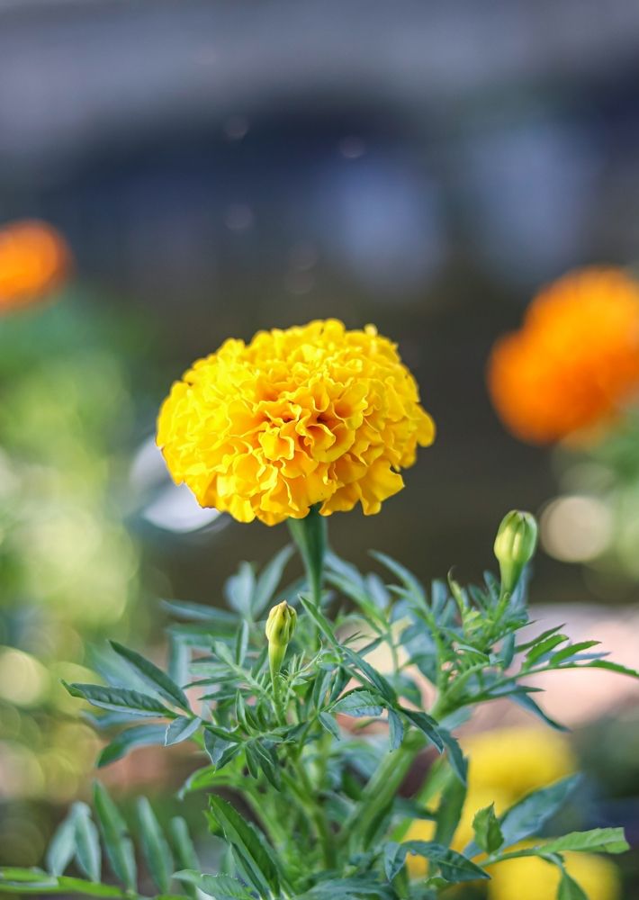 Photograph by Ola shurbaji