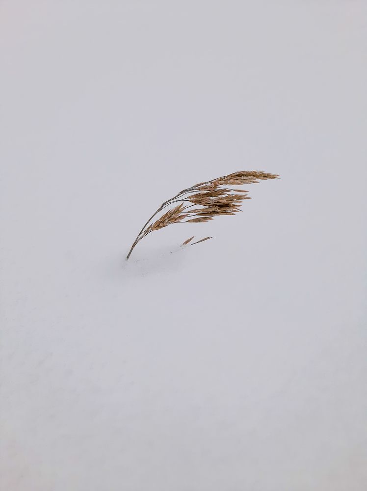 Фотография автора Светлана Дунаева