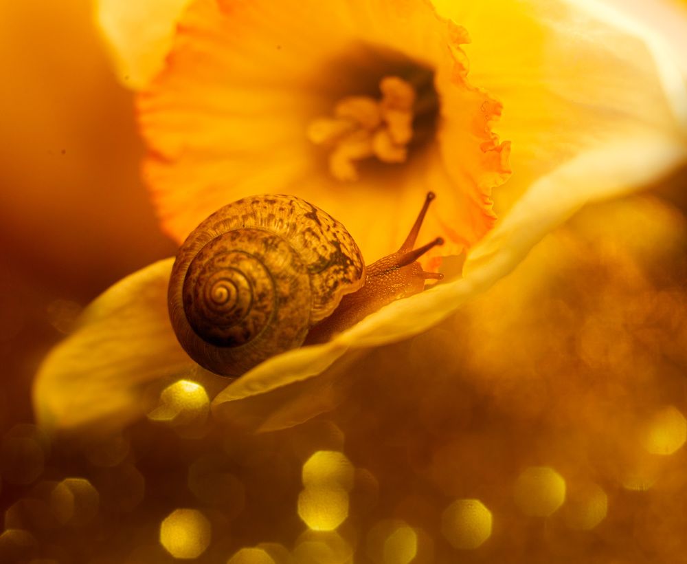 Фотография автора Юлия Трубанова