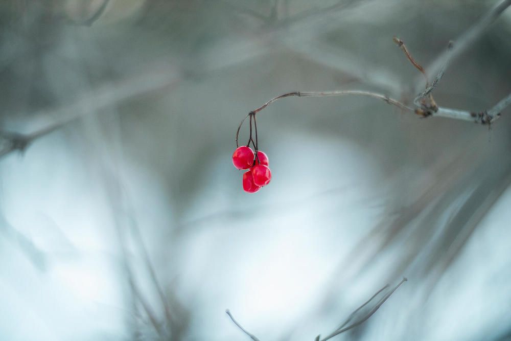 Гейши, сакэ, харакири - вот, что нас губит.