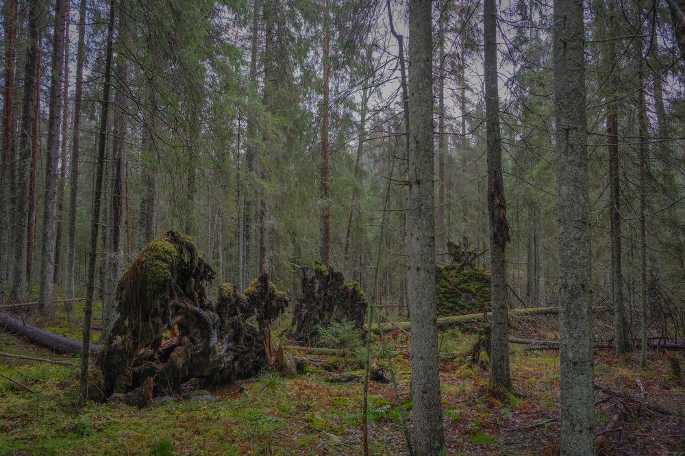 Photograph by Марина Шумакова