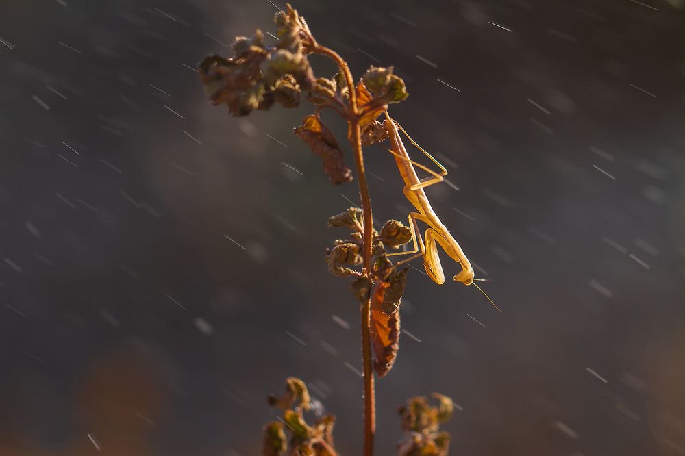 Photograph by Станка Петрова