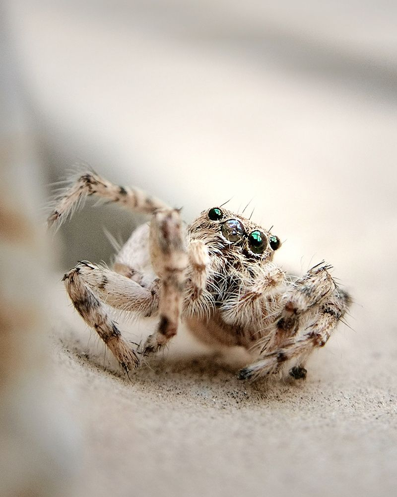 Jumping spiders
