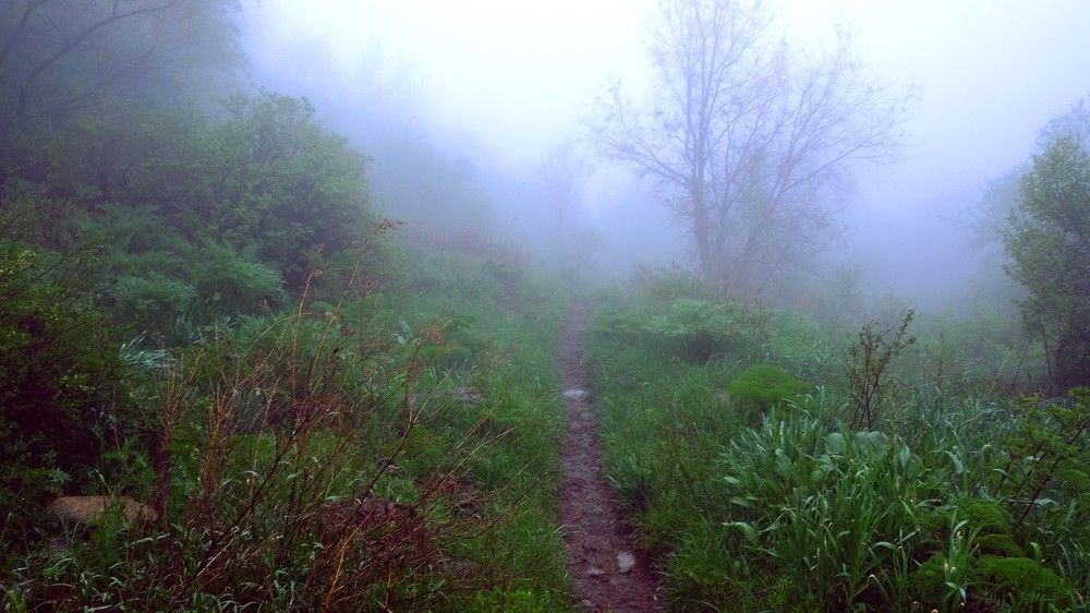 Reserve in the fog. Kazakhstan