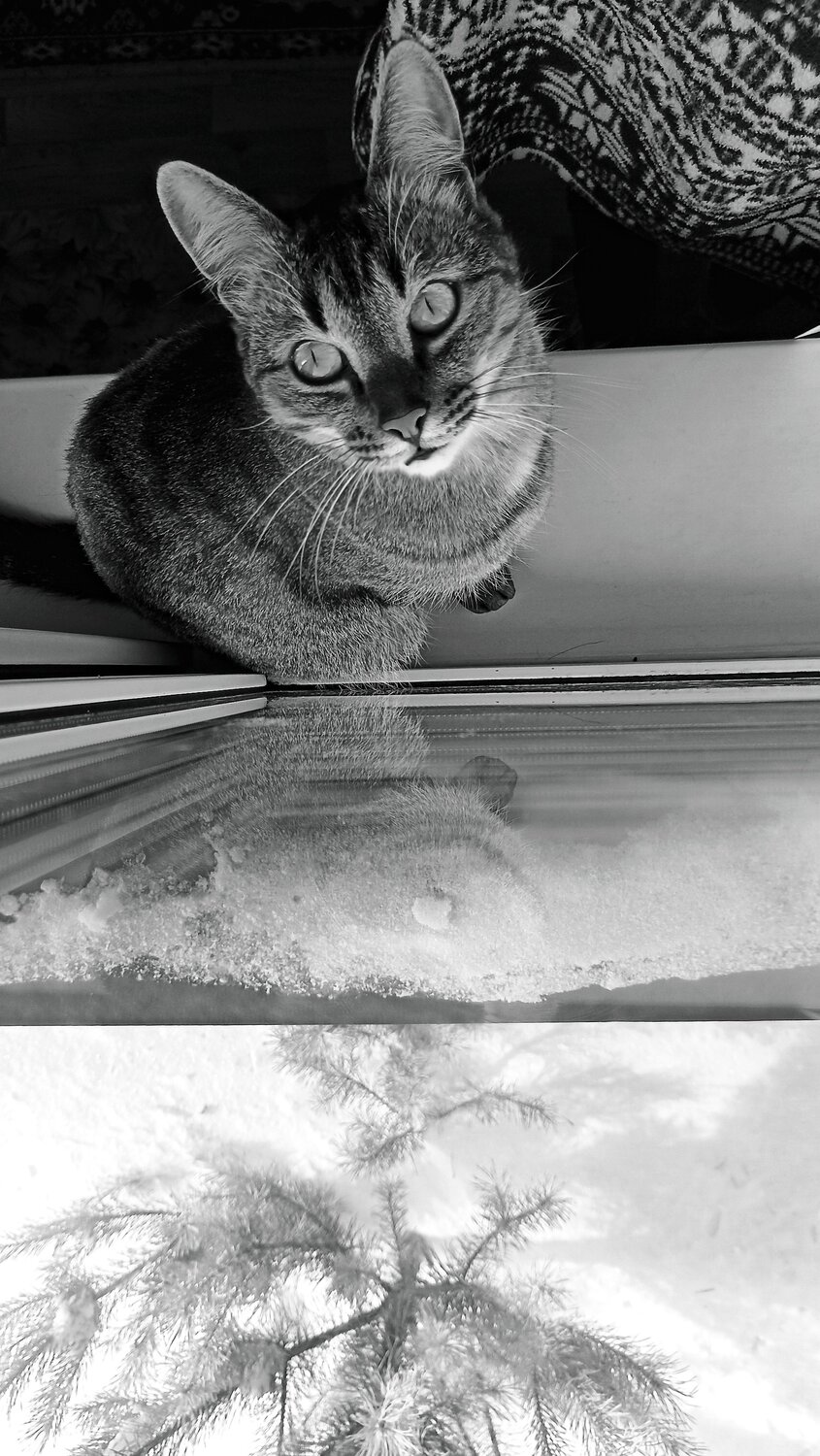 Photo #7254096