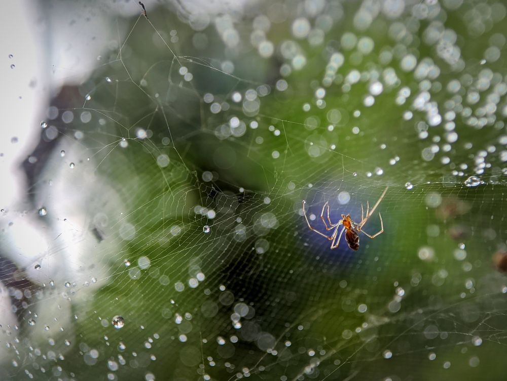 Photograph by Bistupada