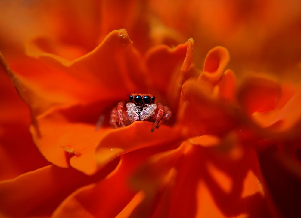 Photograph by Bistupada