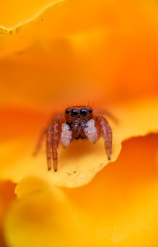 Photograph by Bistupada