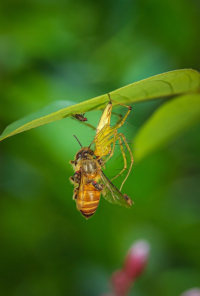 Photograph by Bistupada