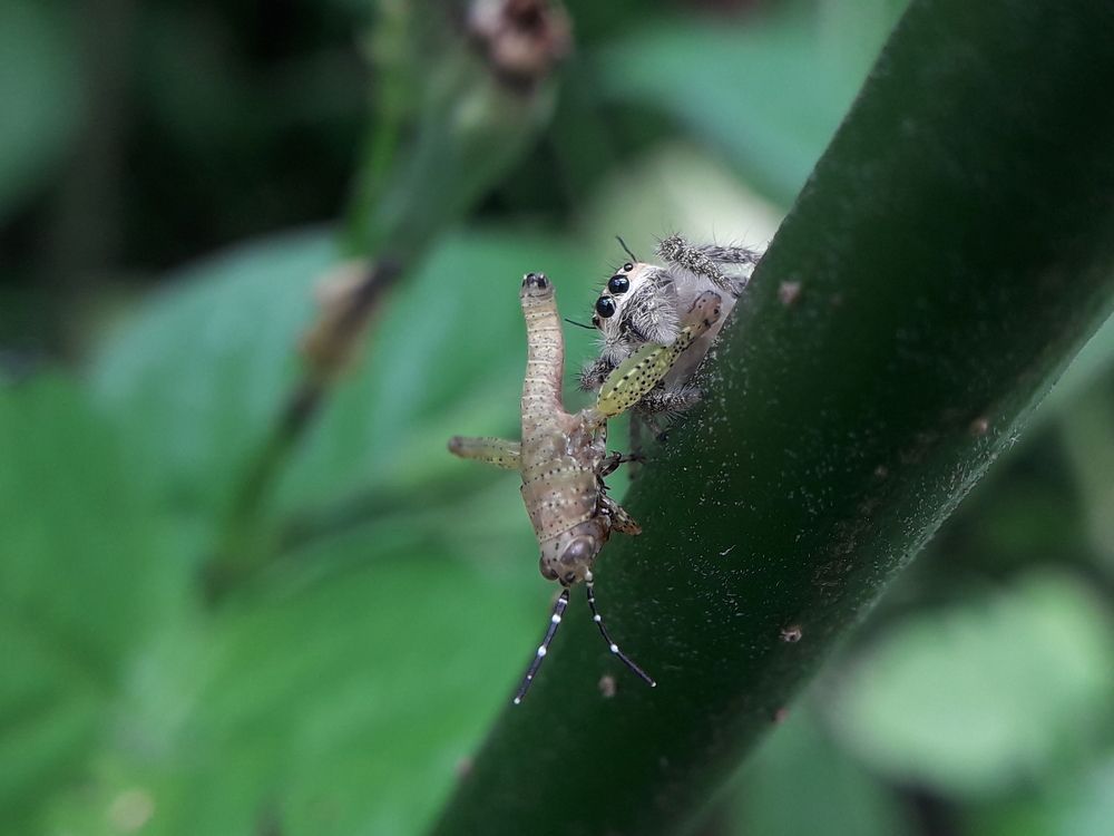 Photograph by Terence Ignatius