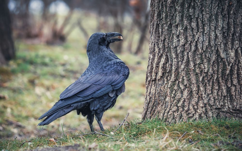 Его сиятельство Ворон