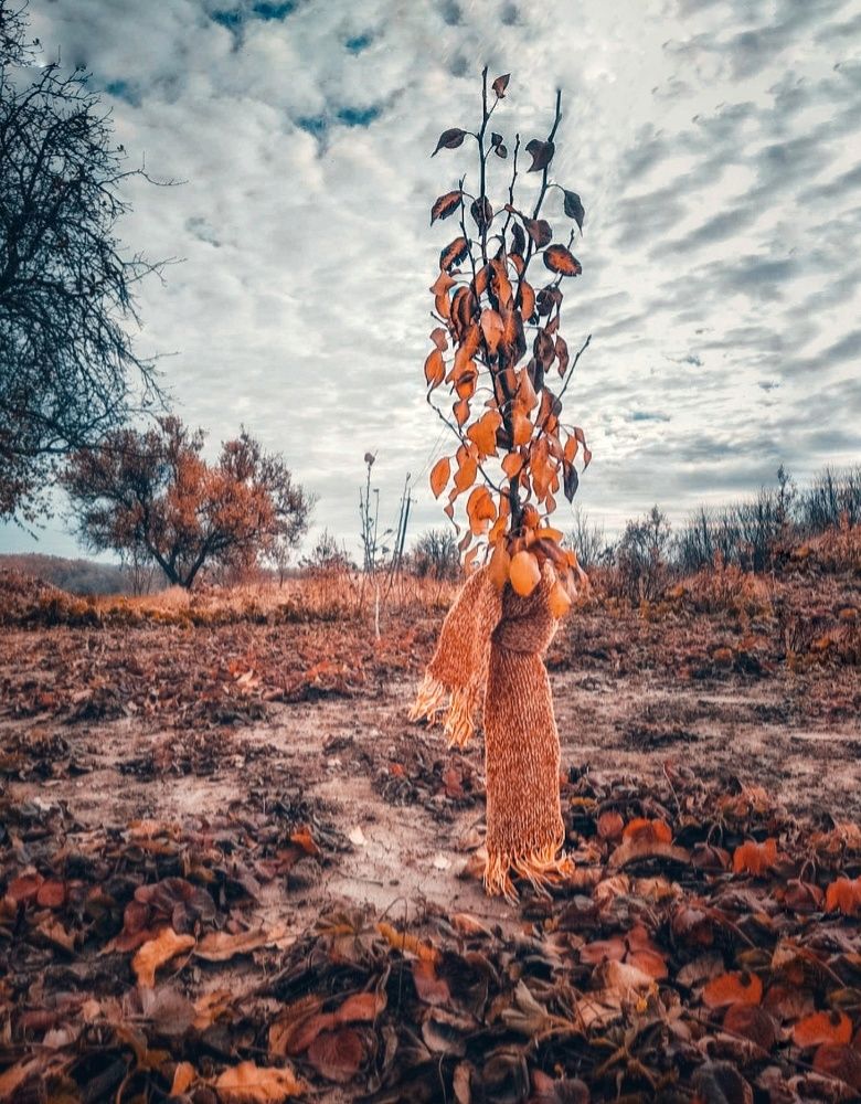 Photograph by Елена Твардовськая