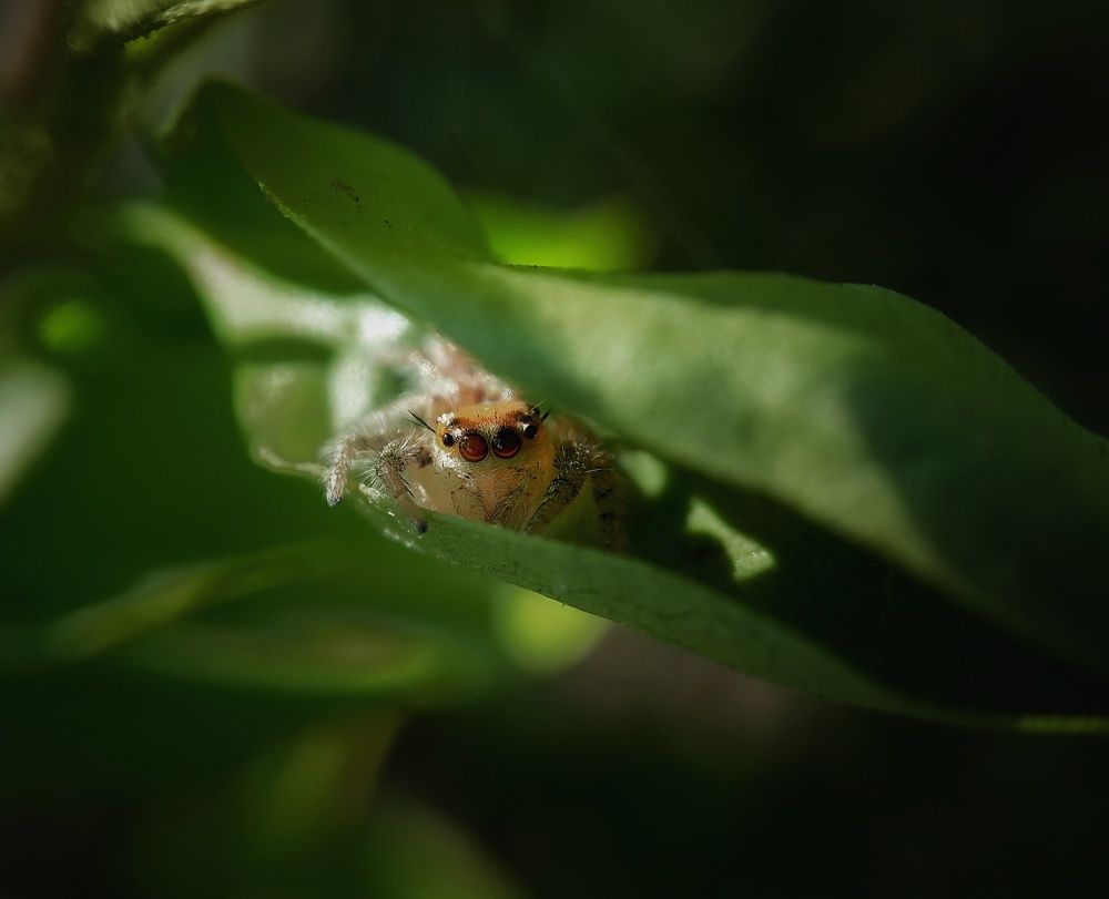 Фотография автора Vikram Trivedi