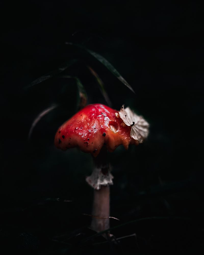 Фотография автора Александр Османов