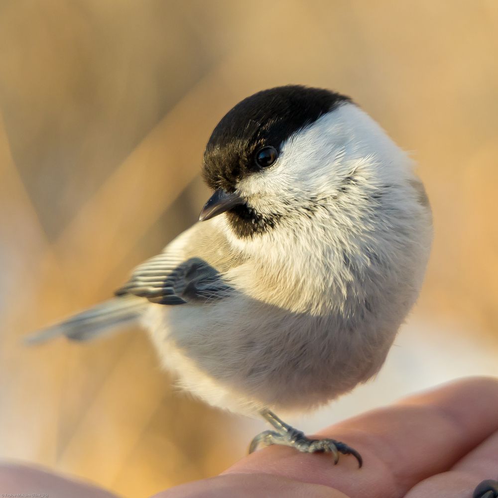 Photograph by Максим Фролов