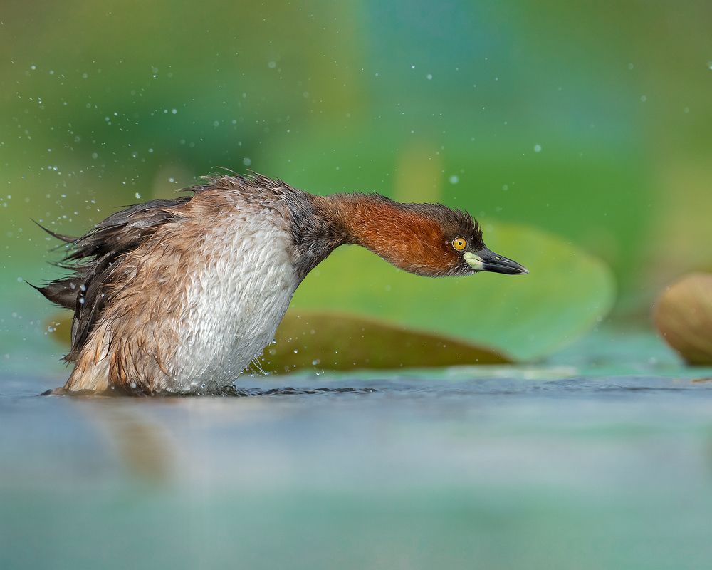 Freeze moment - Cute and aggresive