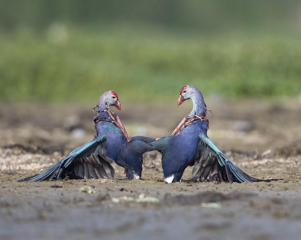 Photograph by Karthikeyan P