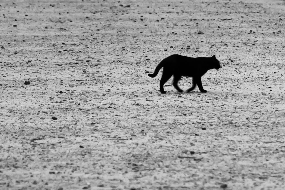 Photograph by Diego Santos