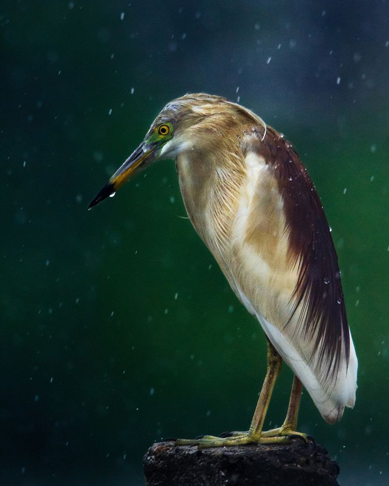 Photograph by Vatsal Parikh