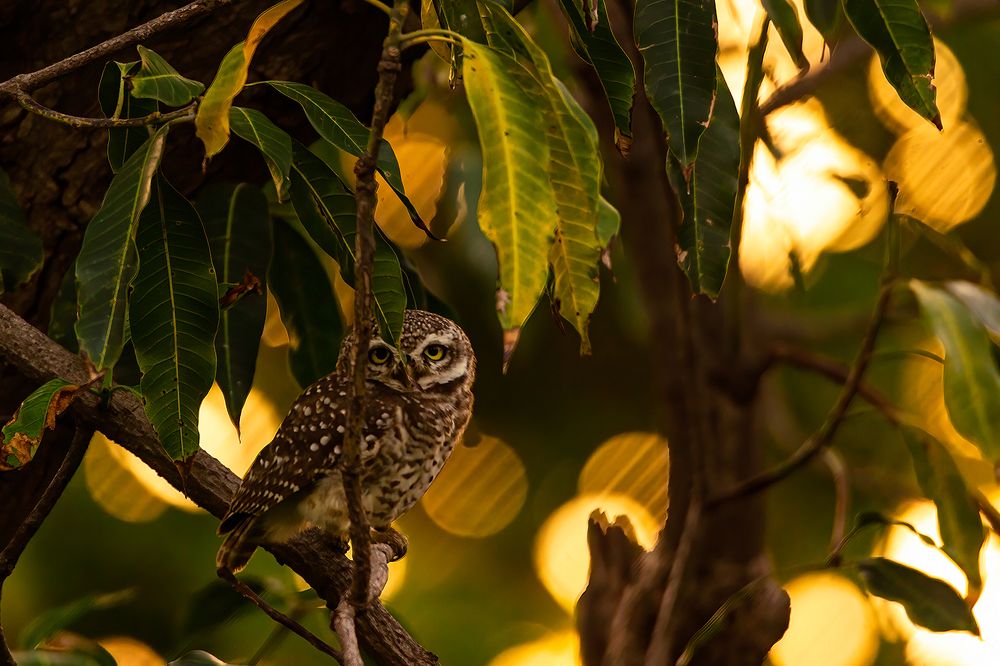 Photograph by Vatsal Parikh