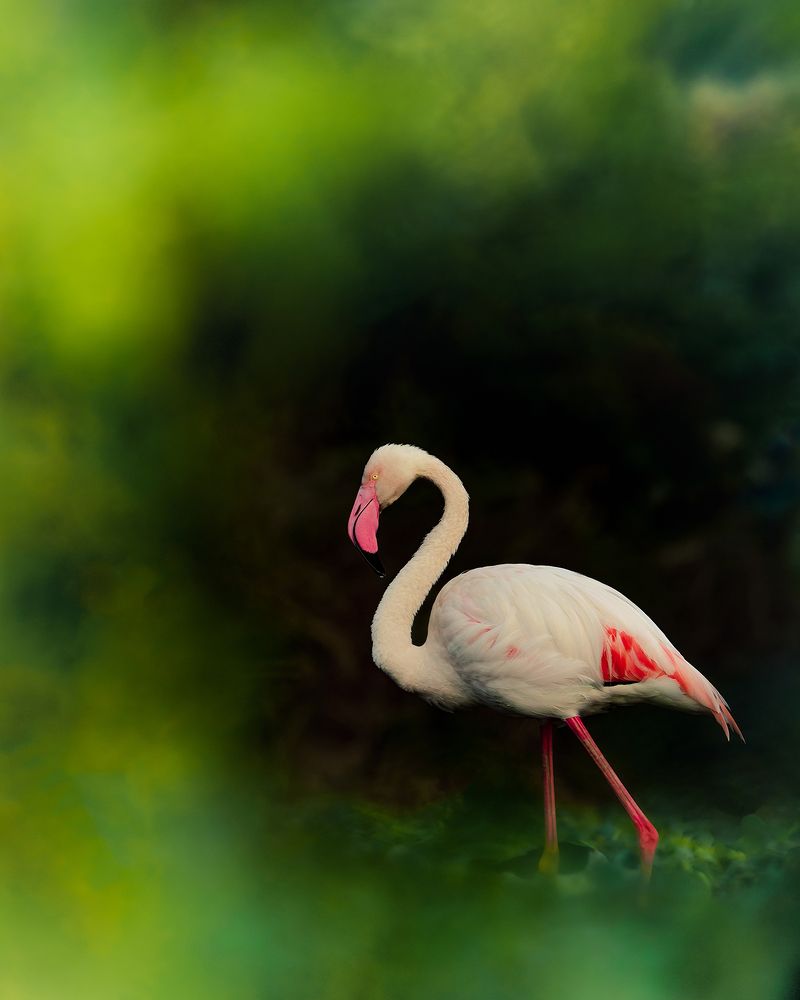 Photograph by Vatsal Parikh