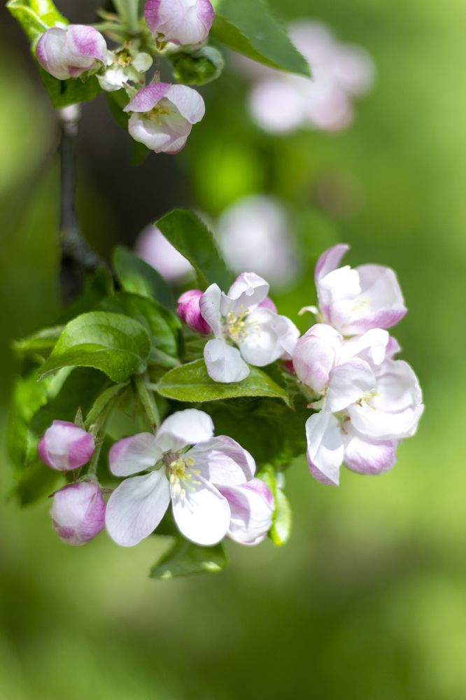 Фотография автора Ольга Войтехович