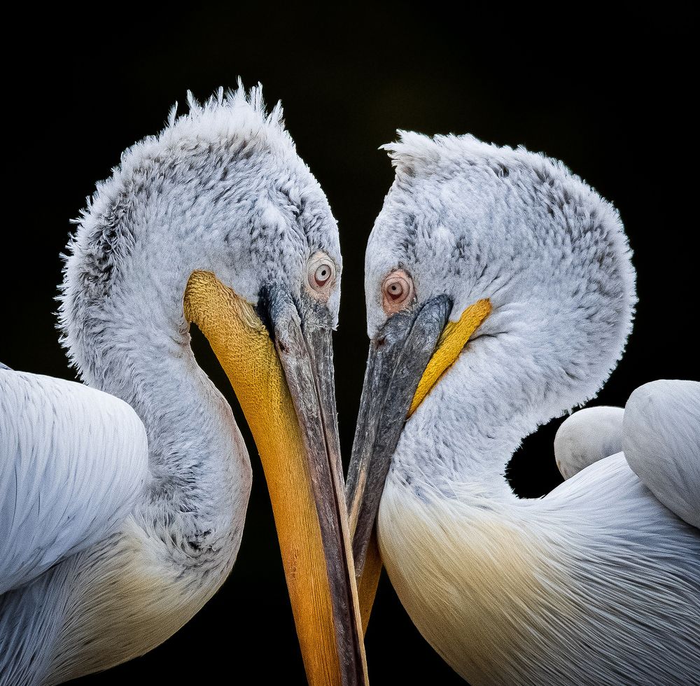 Photograph by CANG BOUN