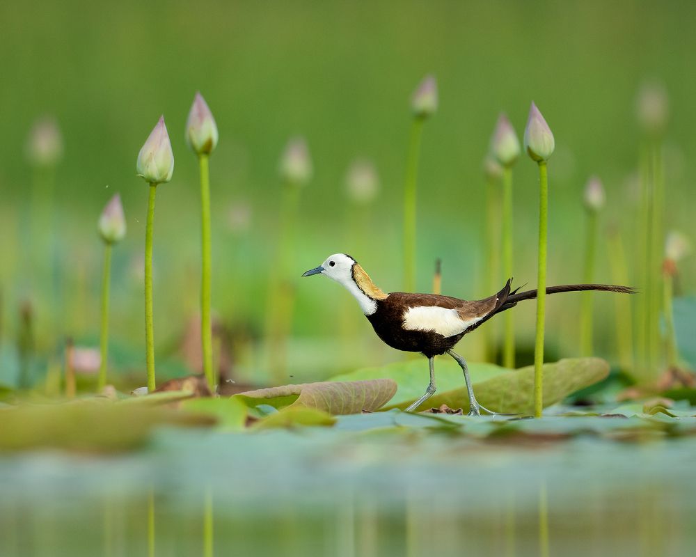 Photograph by Karthikeyan P