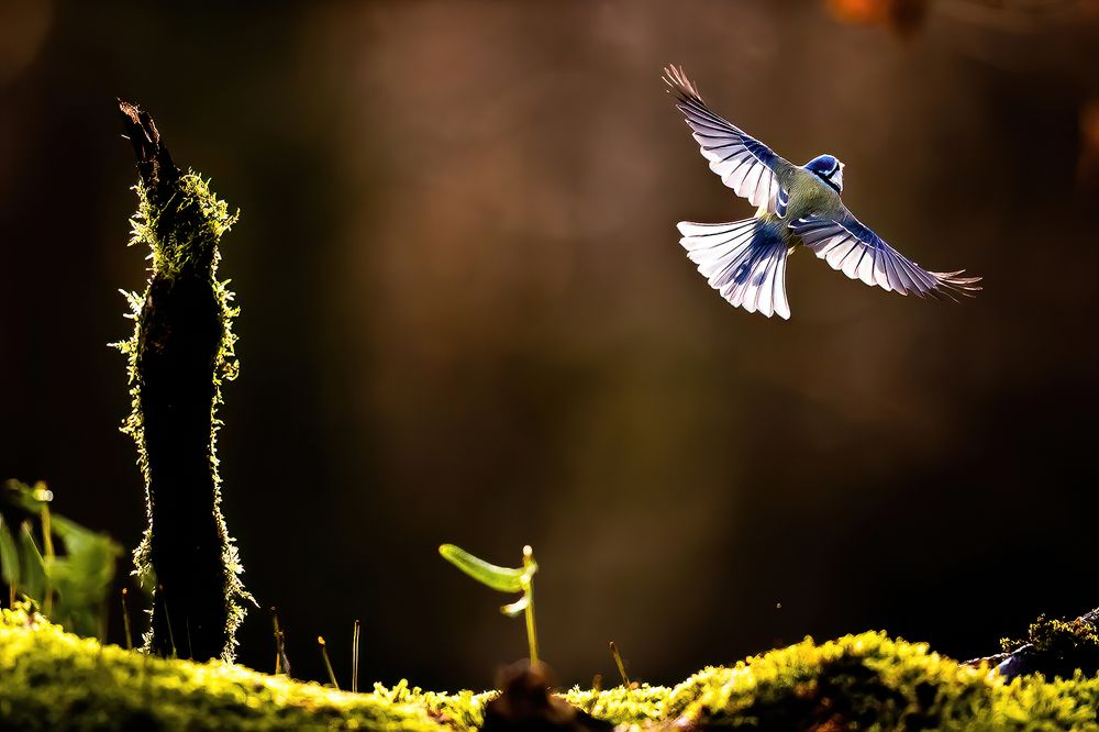 Photograph by CANG BOUN