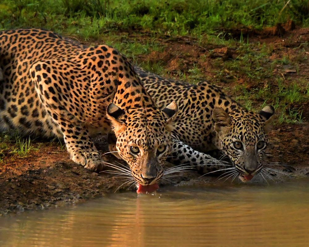 Photograph by Benjamine Dharashan