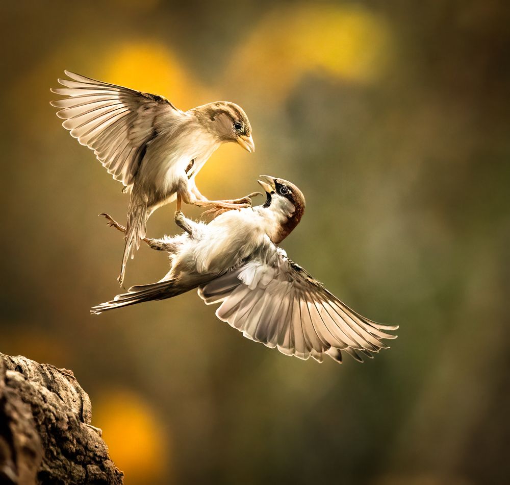 Photograph by CANG BOUN