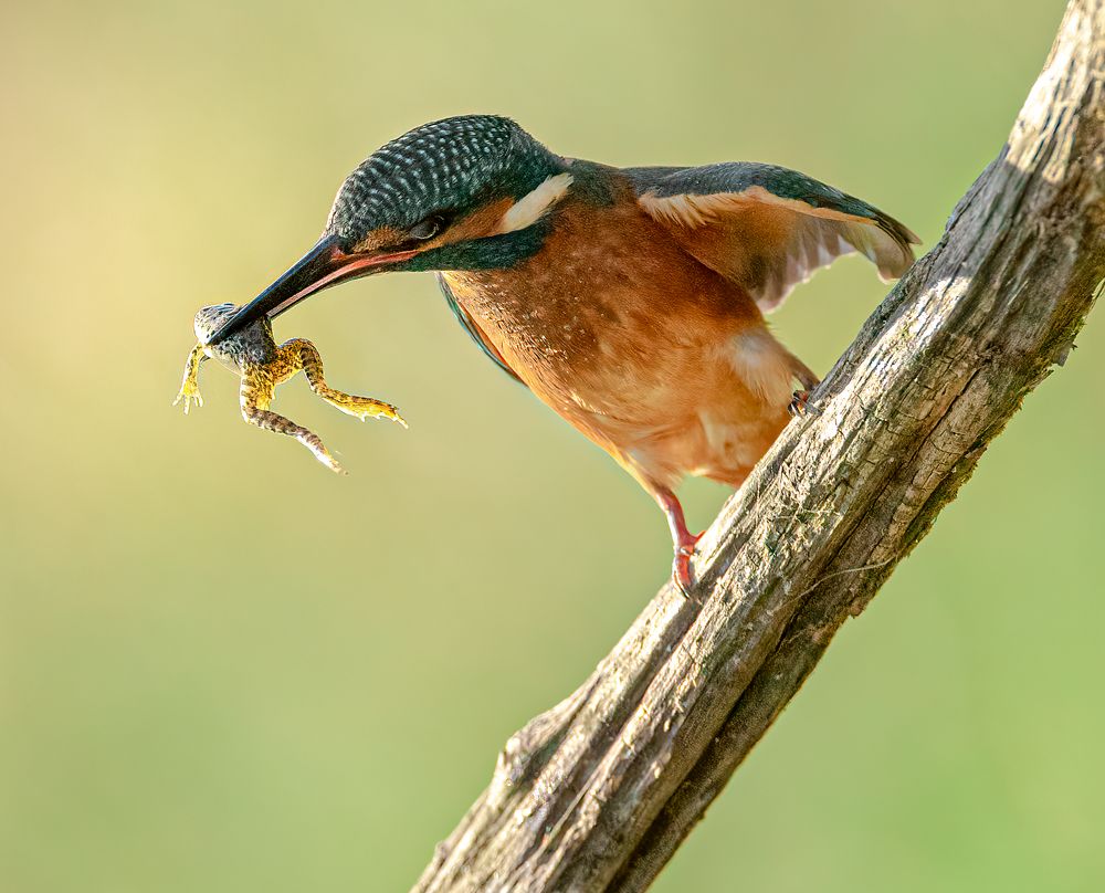 Photograph by CANG BOUN