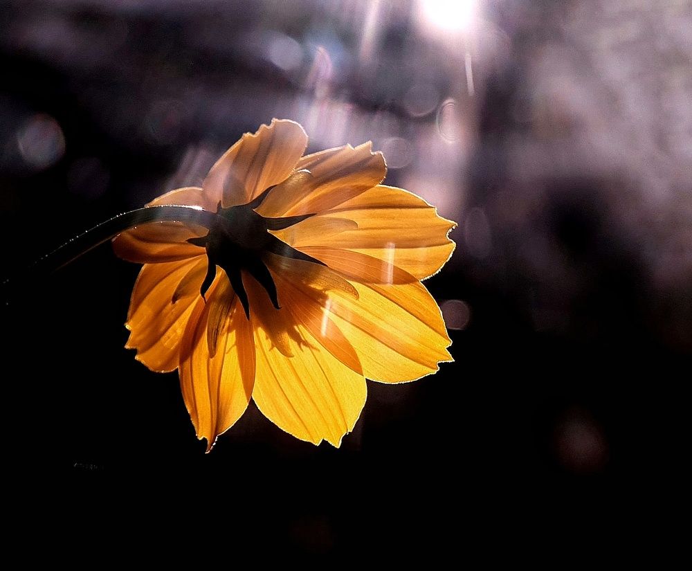 Photograph by Lien Nguyen