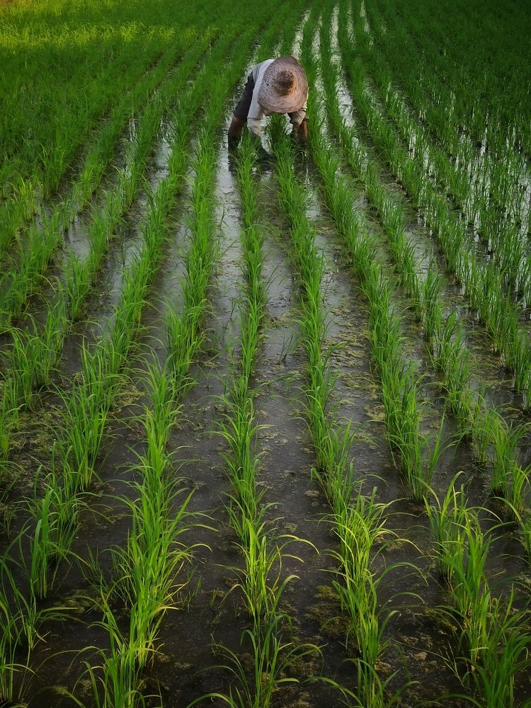 Photograph by Pourya Farajpour