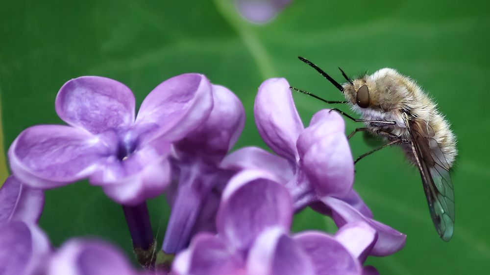 Собиратель нектара